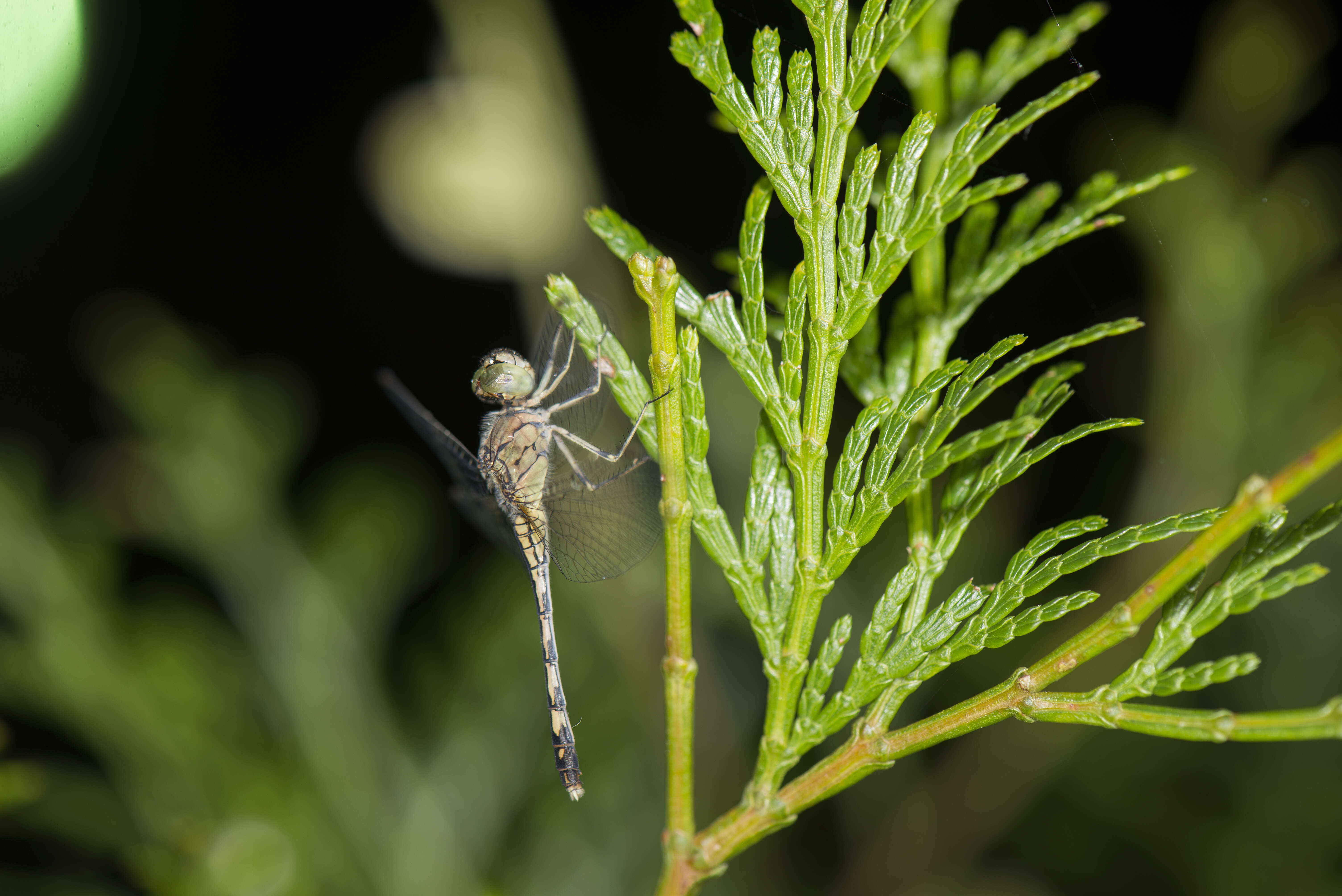 Image of Diplacodes trivialis (Rambur 1842)