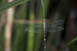 Image of Slender Skimmer