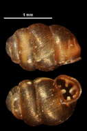 Image of Striated Whorl Snail