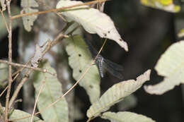 Image of blue marsh hawk