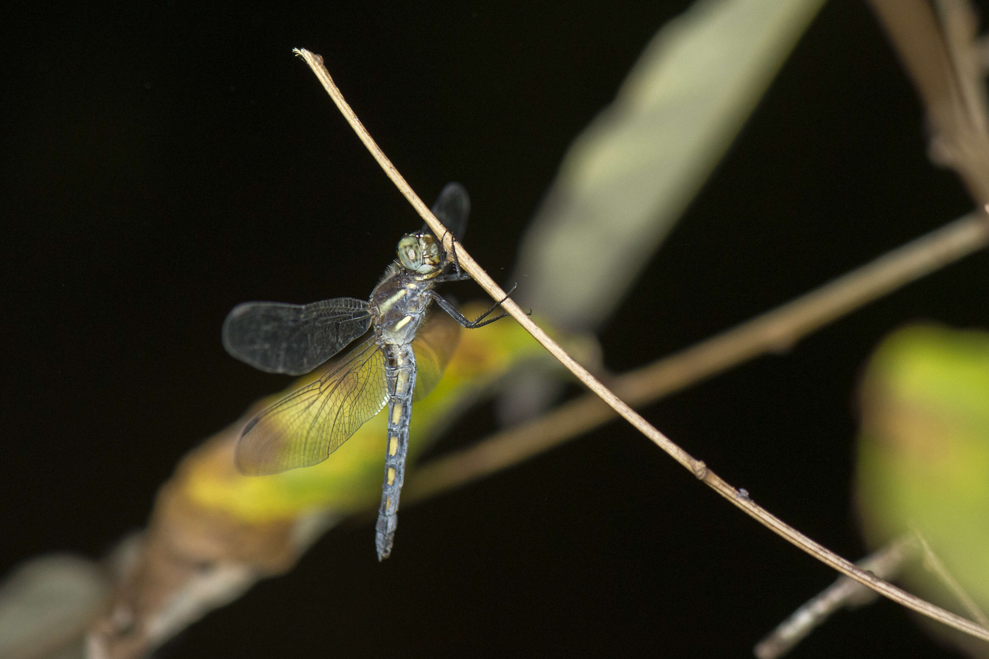 Image of blue marsh hawk