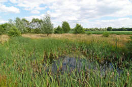 Image of broadleaf cattail