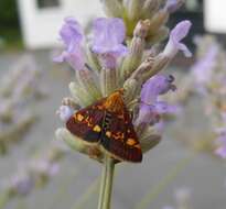 Image of Mint moth