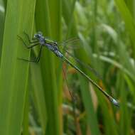 Plancia ëd Lestes dryas Kirby 1890