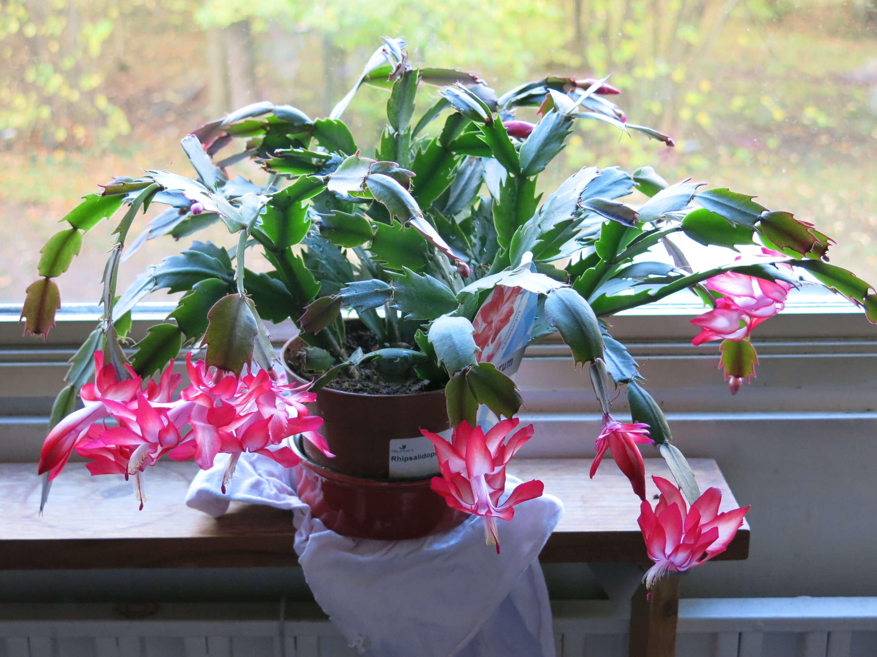 Image of false Christmas cactus