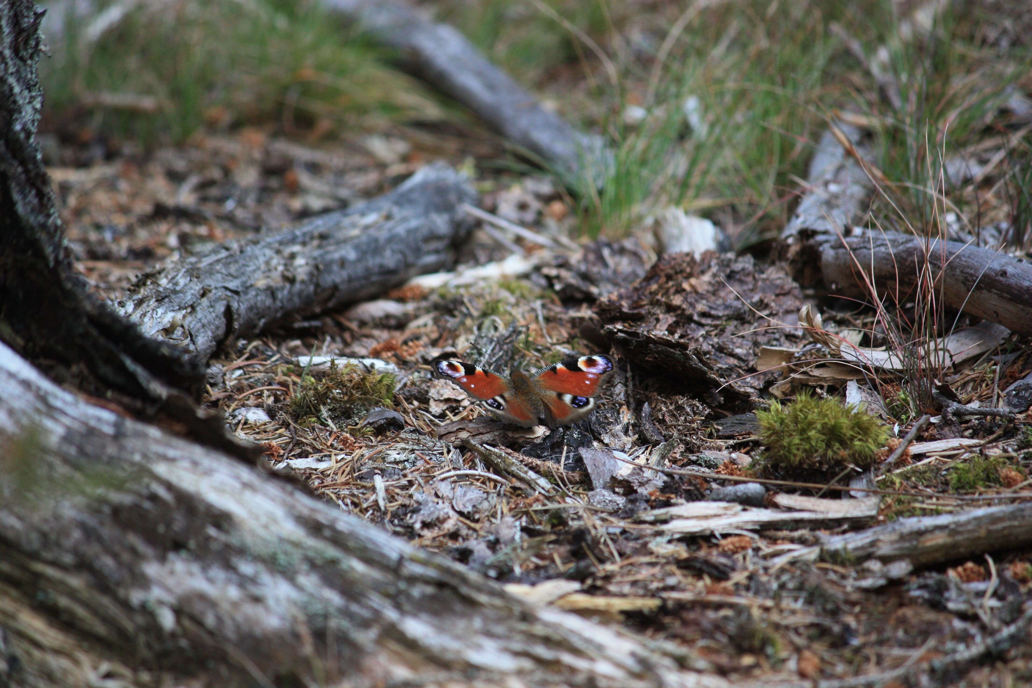 Image of Aglais io