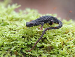 Image of spectacled salamander