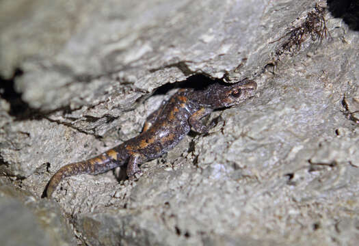 Image of Italian Cave Salamander