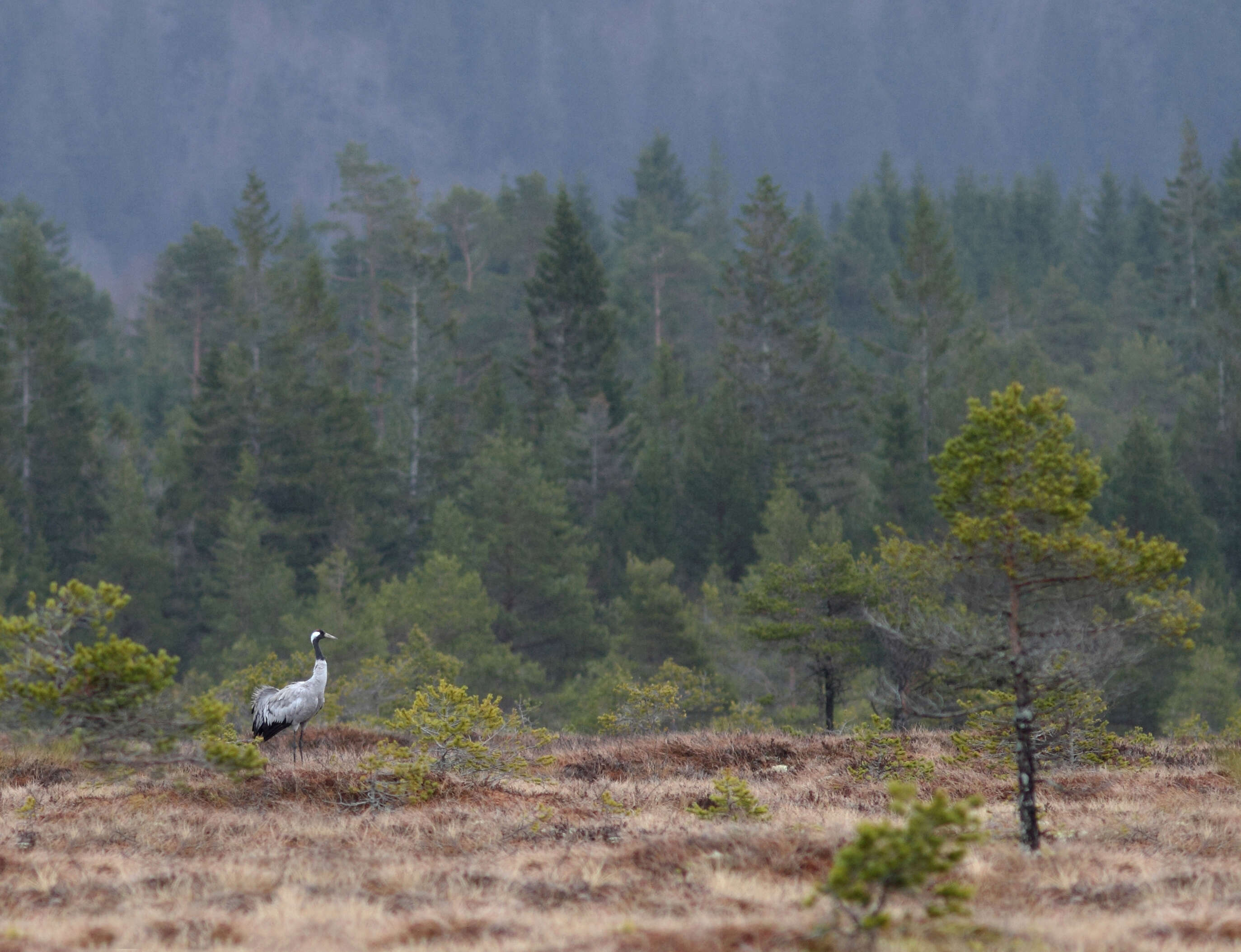 Image of Common Crane