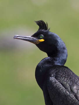 Image of European Shag