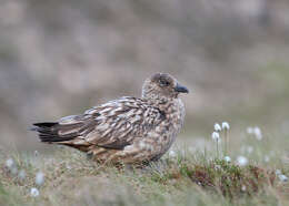 Plancia ëd Stercorarius skua (Brünnich 1764)