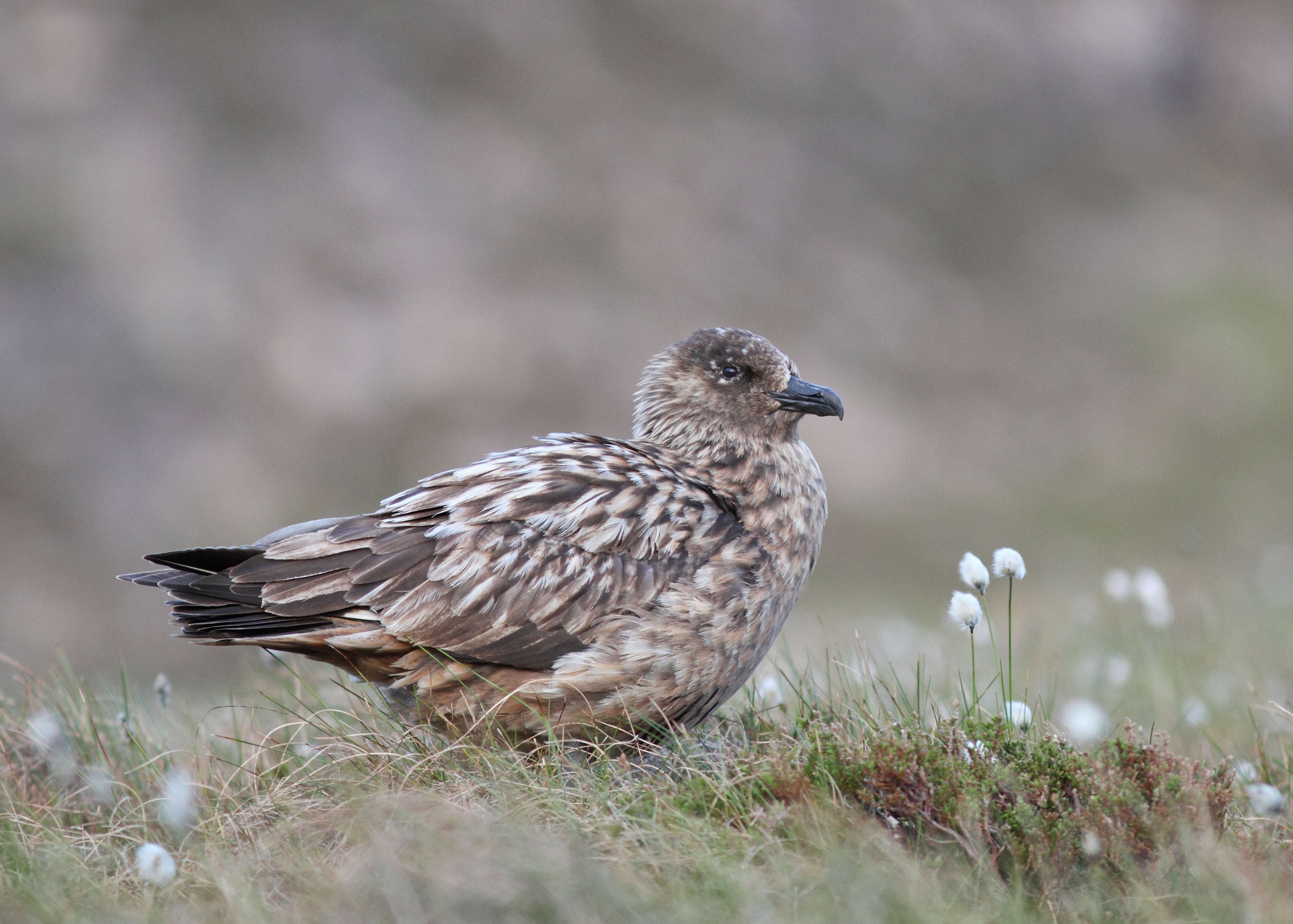 Plancia ëd Stercorarius skua (Brünnich 1764)