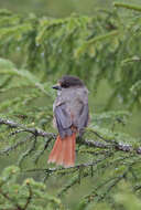 Image of Siberian Jay