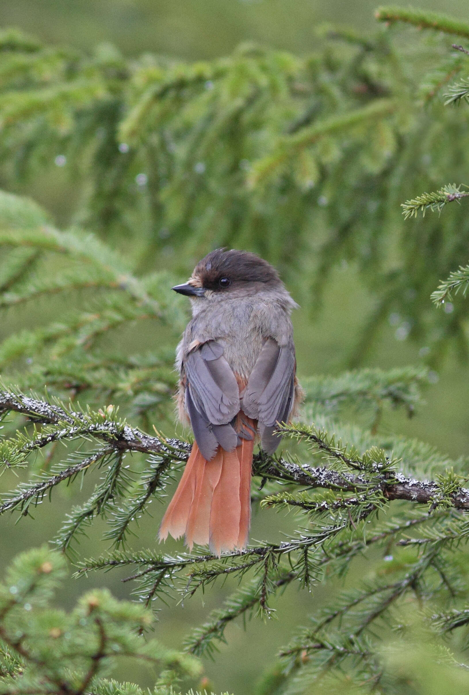 Image of Siberian Jay