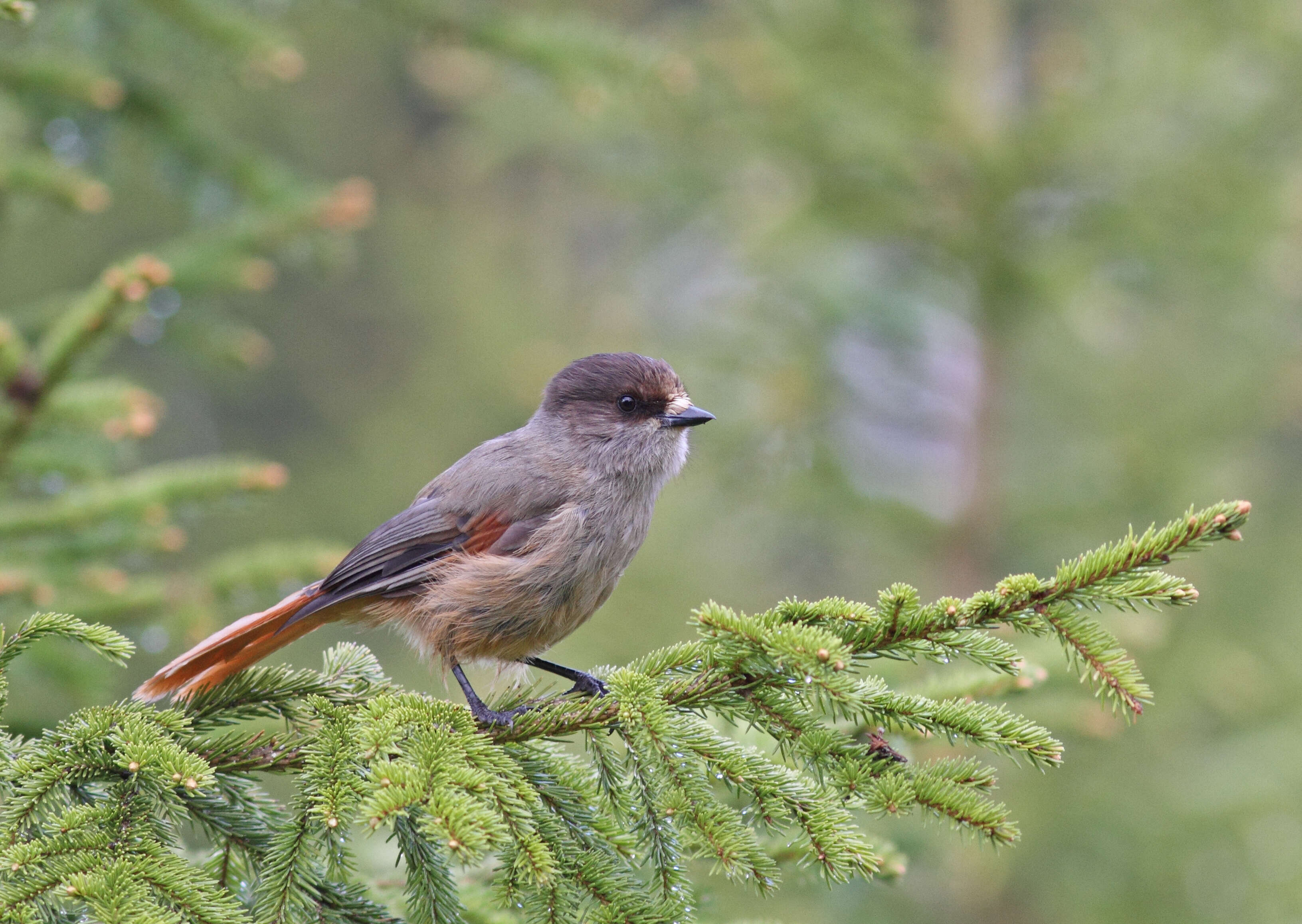 Image of Siberian Jay