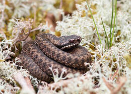 Image of Adder