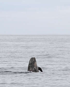 Image of Atlantic Pilot Whale