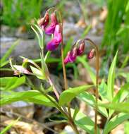 Image of spring pea