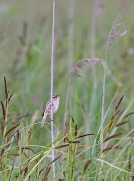 Image of Aquatic Warbler