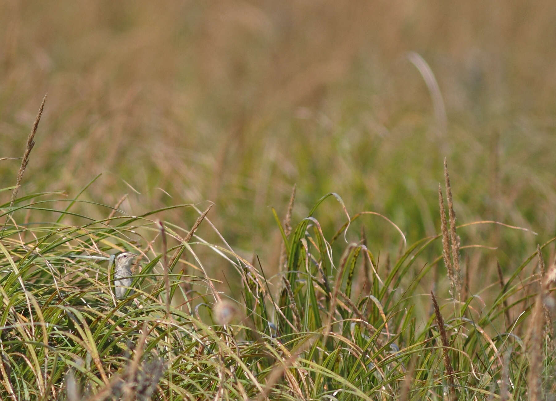 Image of Aquatic Warbler