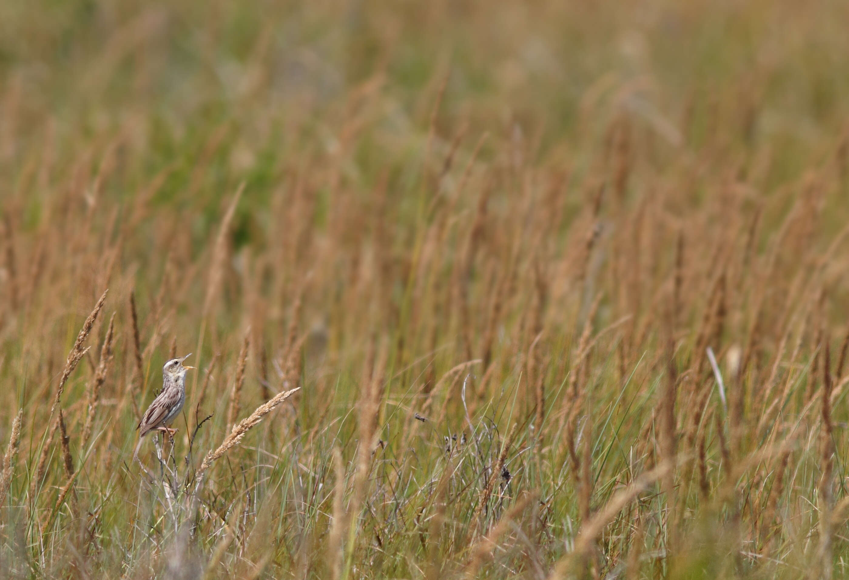 Image of Aquatic Warbler