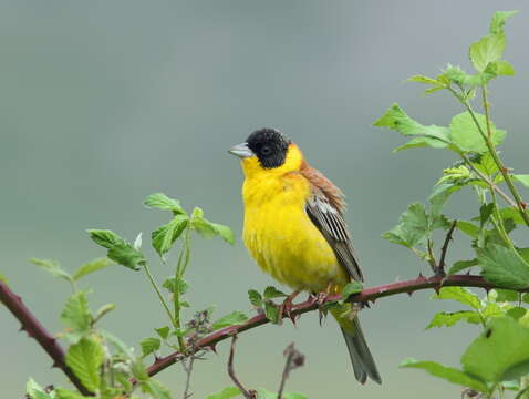 Image of Black-headed Bunting