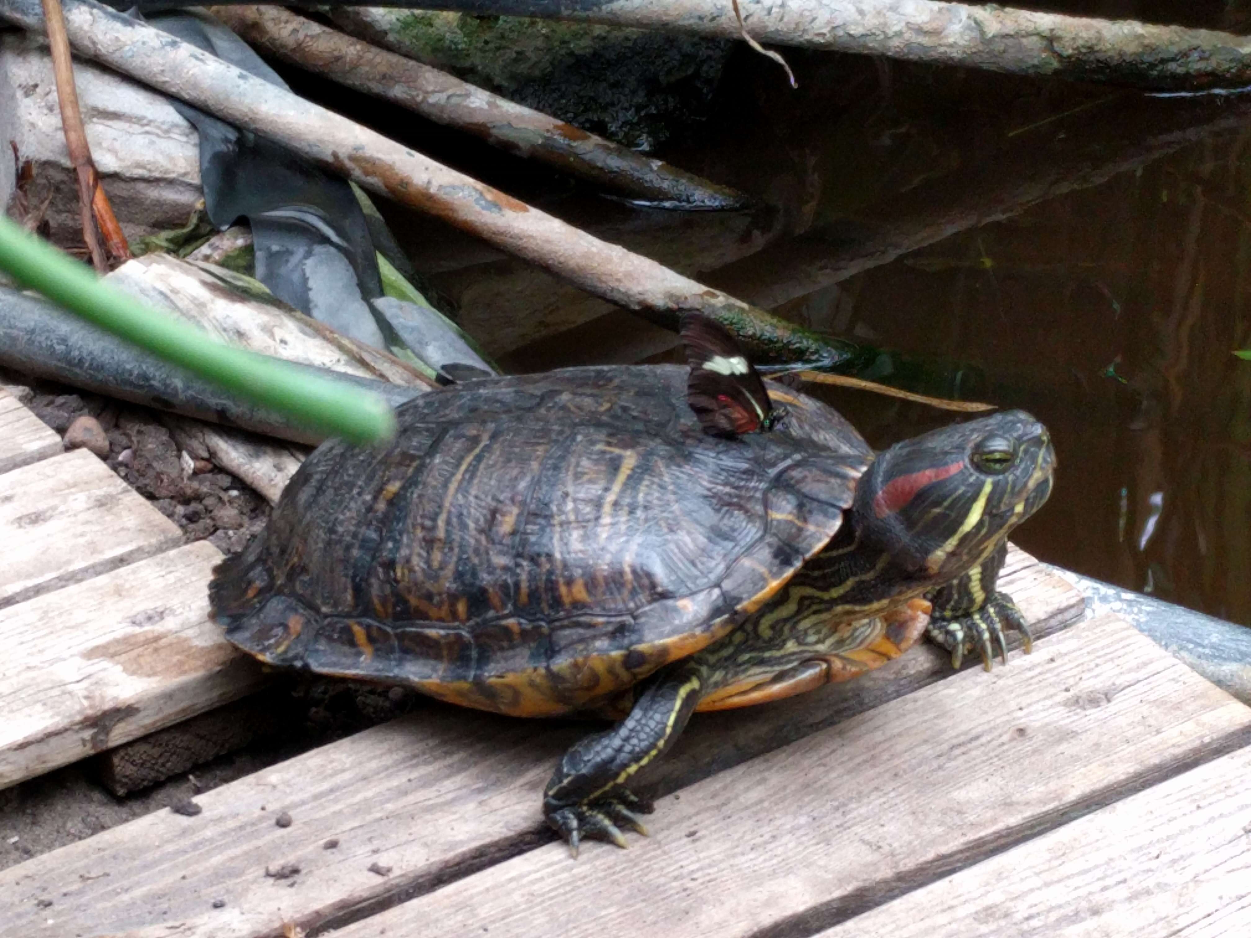 Image of slider turtle, red-eared terrapin, red-eared slider