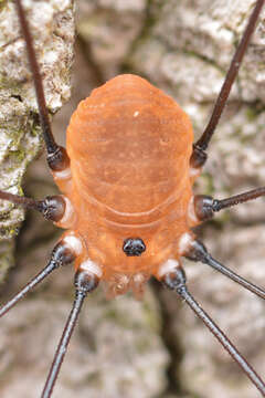 Image of Daddy-long-legs