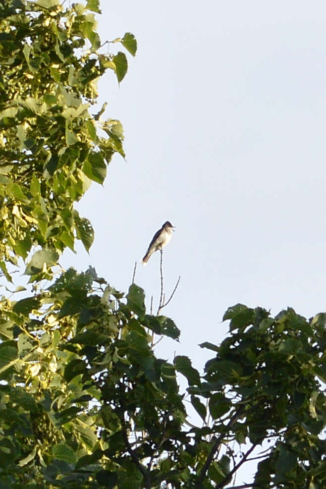 Image of Eastern Kingbird