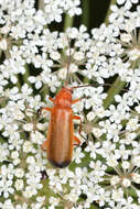 Image of Rhagonycha fulva