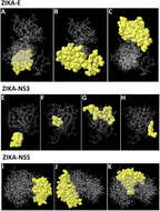 Image of Zika virus