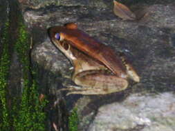 Image of Guenther's Amoy Frog