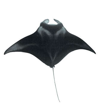 Image of Coastal Manta Ray