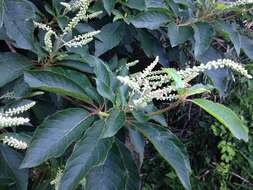 Image of Clethra