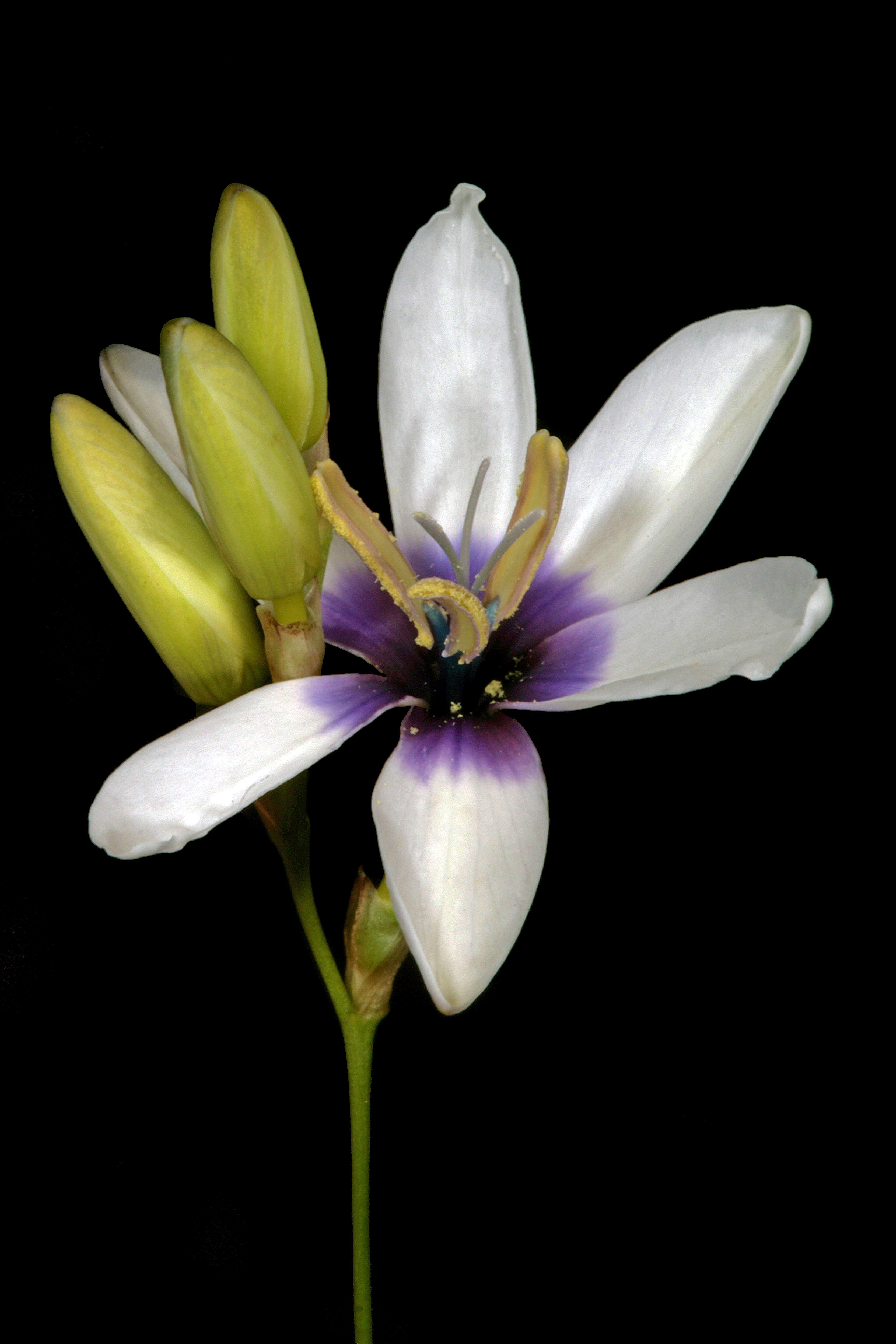 Image of African corn lilies