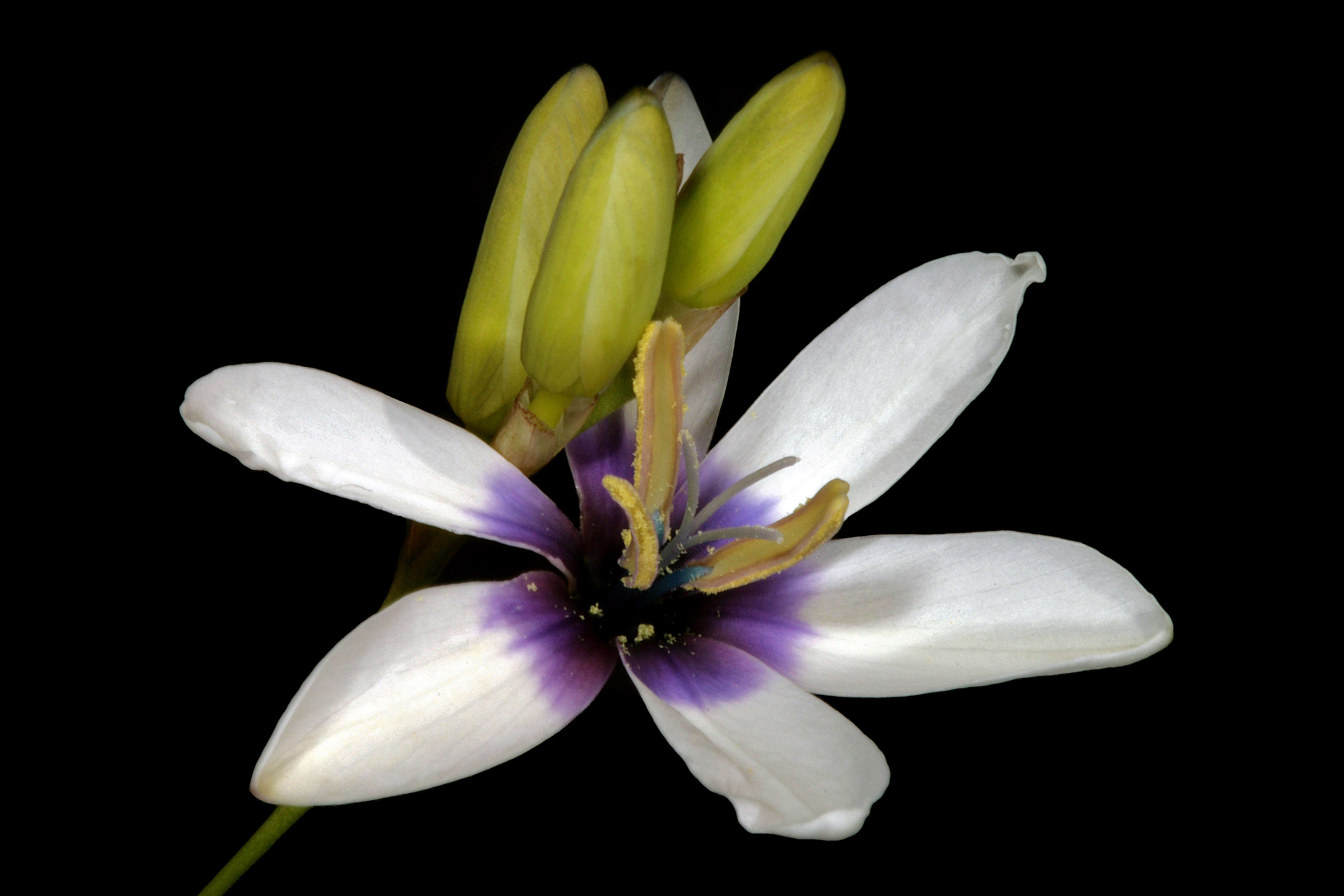 Image of white-and-yellow-flower cornlily