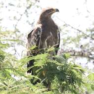 Image of Steppe Eagle