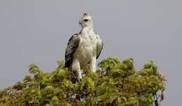 Imagem de Polemaetus Heine 1890