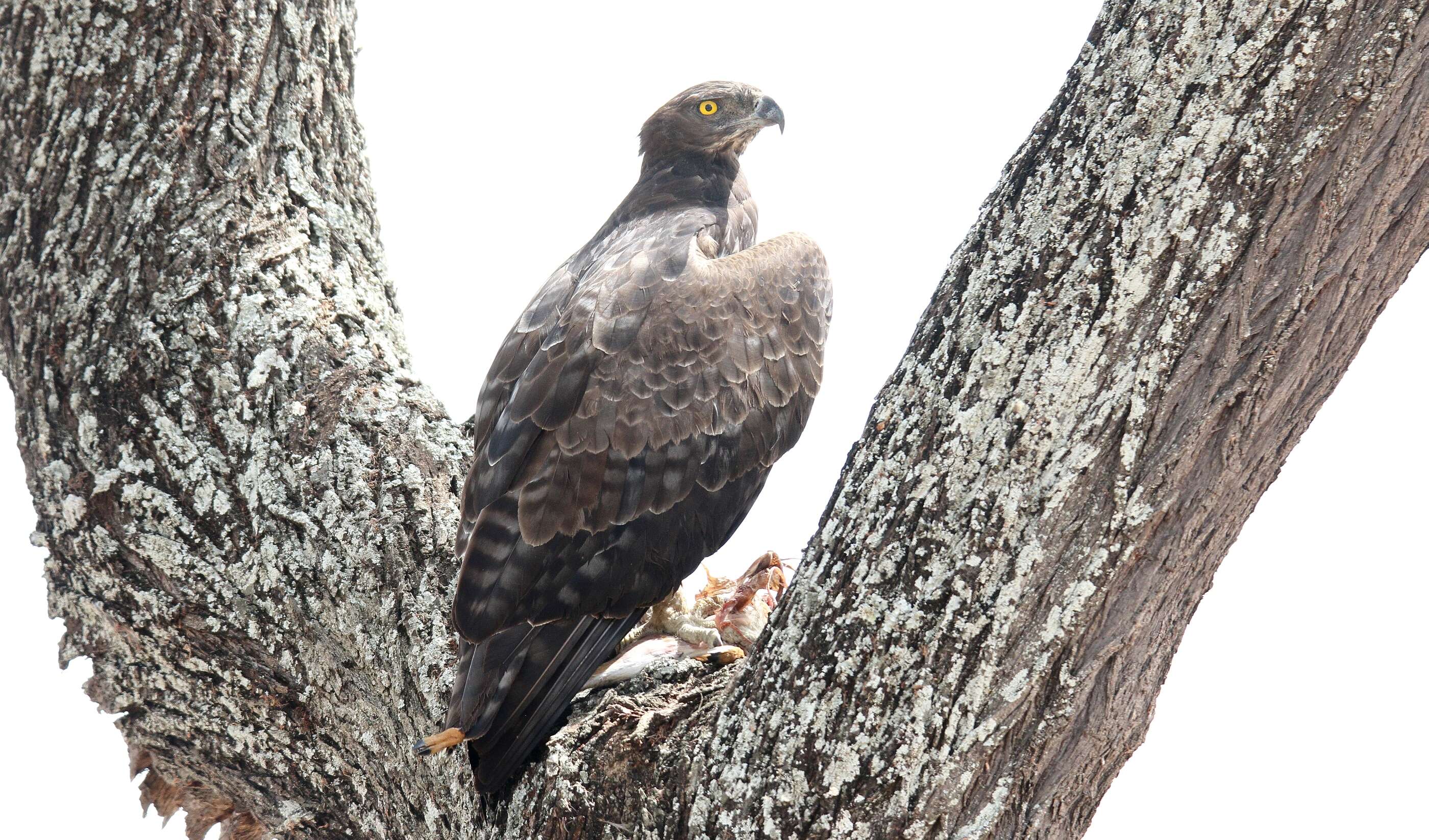 Image of Polemaetus Heine 1890