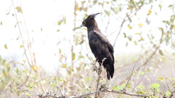 Image of Lophaetus Kaup 1847