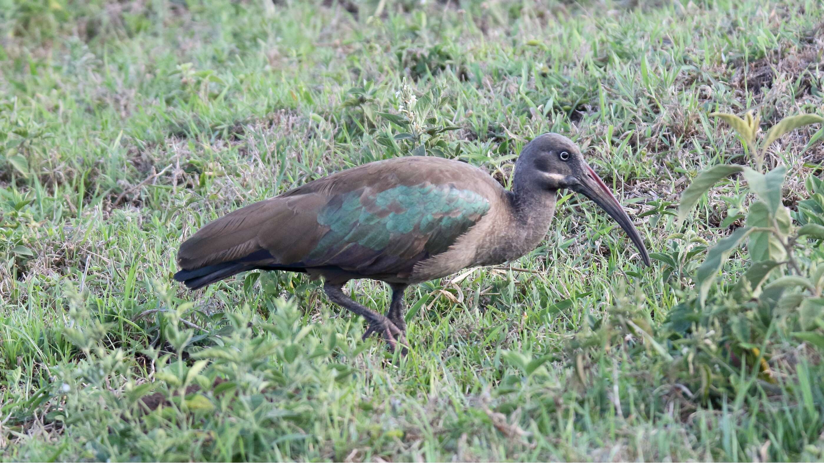 Image of Bostrychia Gray & GR 1847