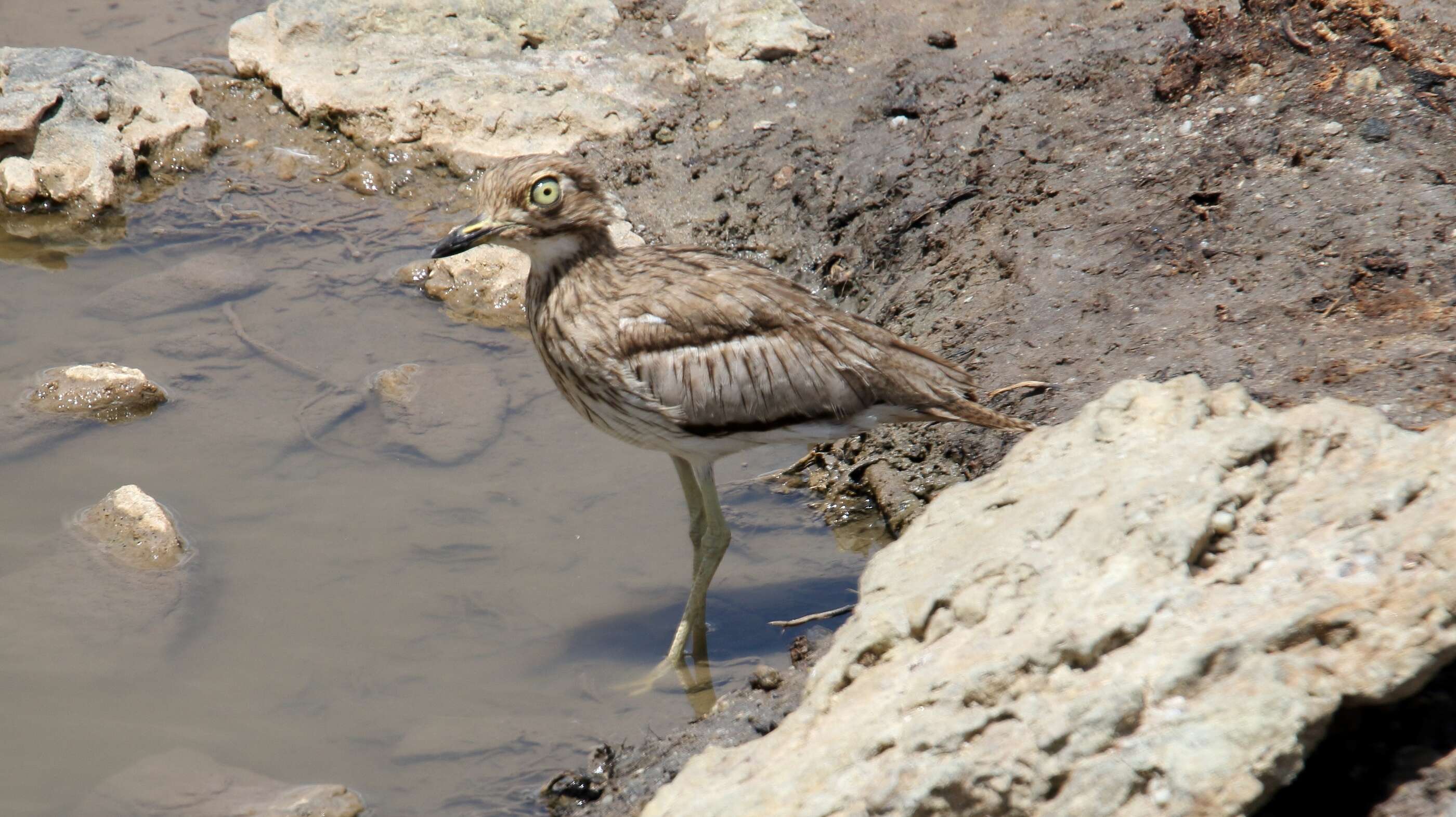 Image of Water Dikkop