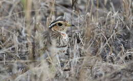 Image of Three-banded Courser