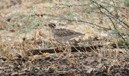 Image of Three-banded Courser