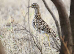 Image of Cape Thick-knee