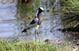 Image of Blacksmith Lapwing