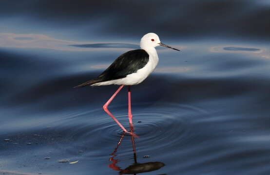 Image of Black-winged Stilt