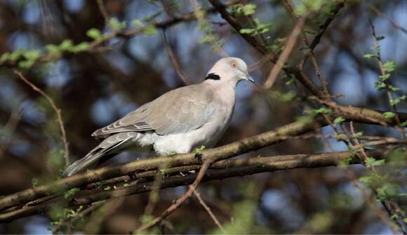 Image of African Mourning Dove