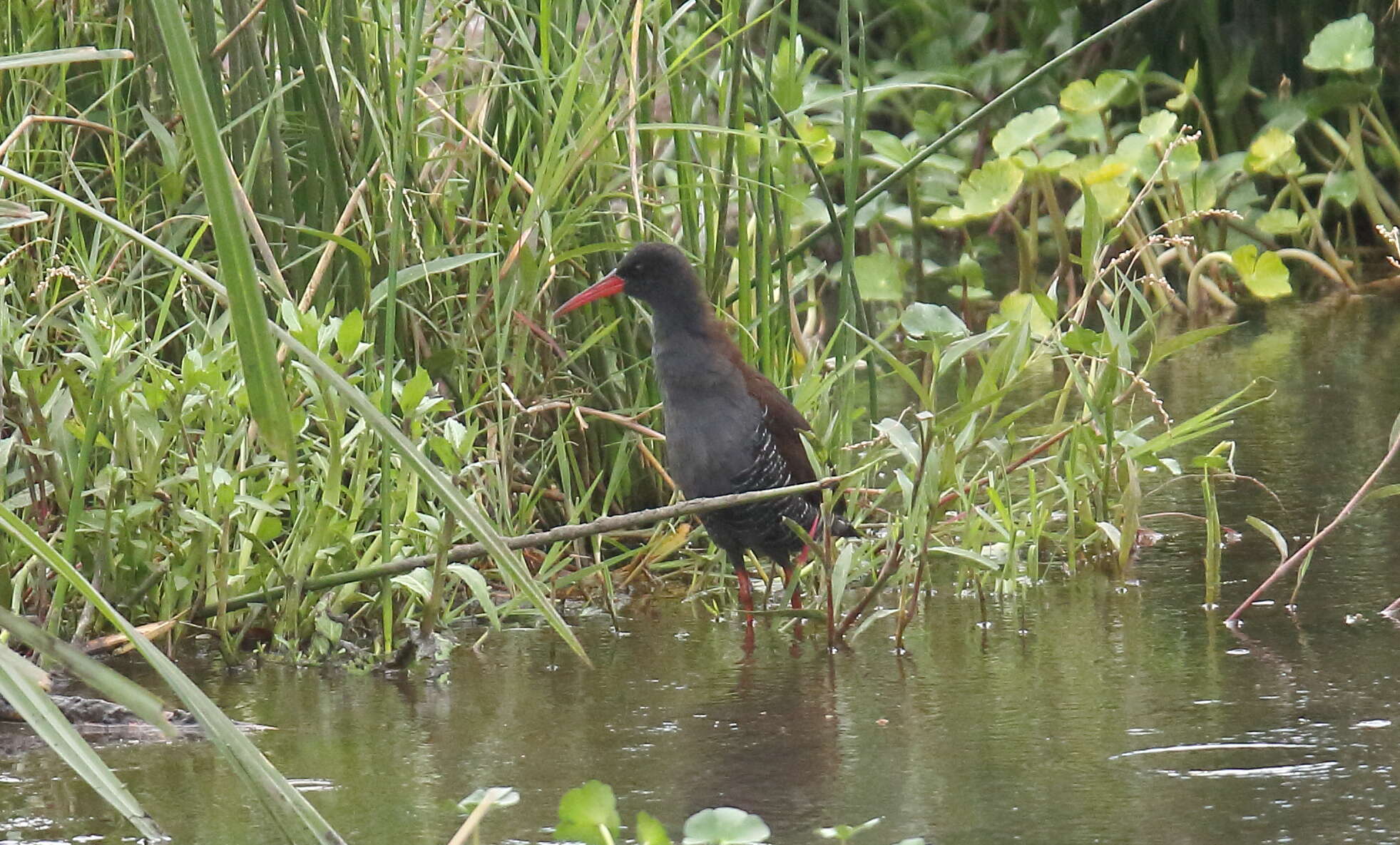 Image of African Rail