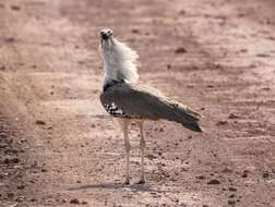 Image of Kori Bustard